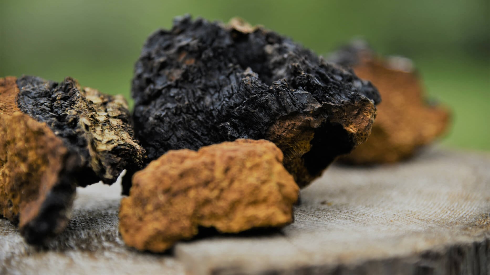 chaga mushroom capsules