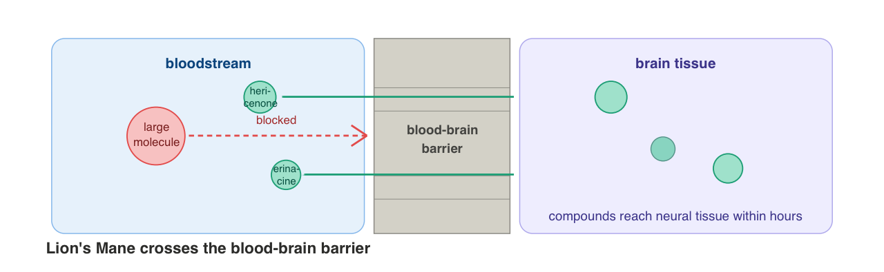 lions mane 1 blood brain barrier