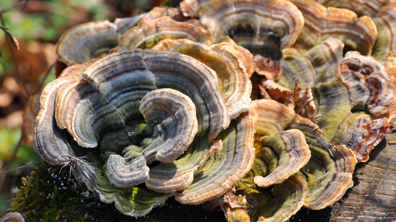 turkey-tail-mushroom-why-oncologists-are-paying-at